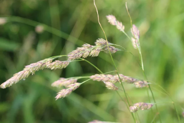 Dactylis glomerata, znany również jako kogut stóp, trawy Sad, lub kot trawy — Zdjęcie stockowe