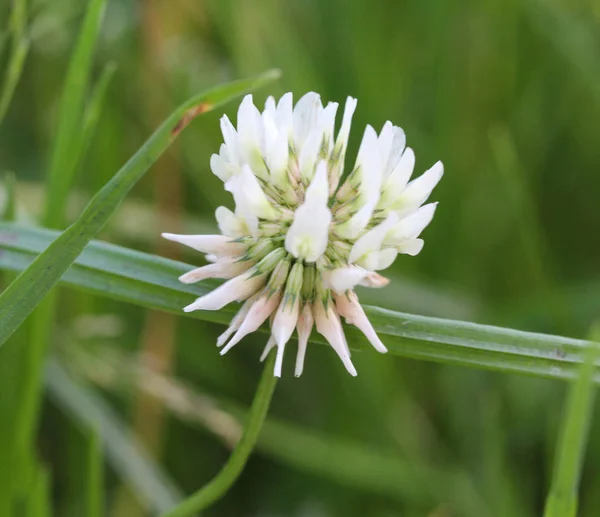 Trifolium repens, also know as the white clover, Dutch clover, Ladino clover, or Ladino, blooming in spring — Stock Photo, Image