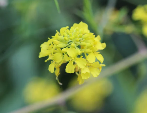 布拉西卡尼格拉，黑芥末，在春天盛开 — 图库照片