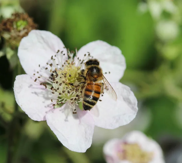 western honey bee or European honey bee (Apis mellifera), on flower collecting nectar