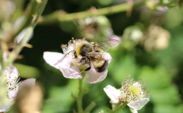 Closeup of Bombus terrestris, the buff tailed bumblebee or large earth bumblebee, collecting nectar from flower — Stock Photo, Image