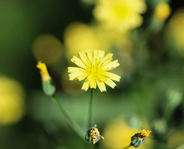 Lapsana communis, wspólne nipplewort, kwitnące wiosną — Zdjęcie stockowe