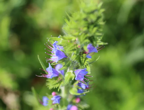 Echium vulgare flower, known as vipers bugloss and blueweed, blooming in spring — Stock Photo, Image