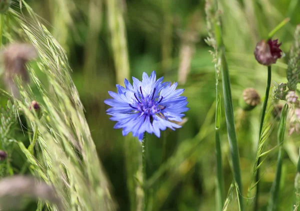 Centaurea cyanus, comúnmente conocido como botón de aciano o soltero — Foto de Stock