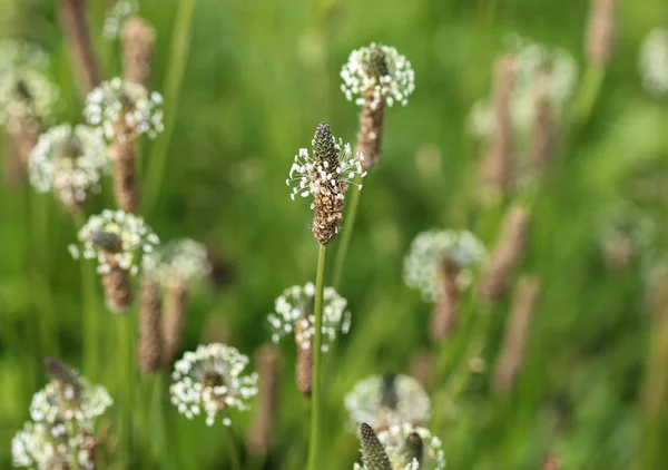 Plantago lanceolata, È conosciuto con i nomi comuni ribwort piantaggine, piantaggine a foglie strette, piantaggine inglese e nastro — Foto Stock