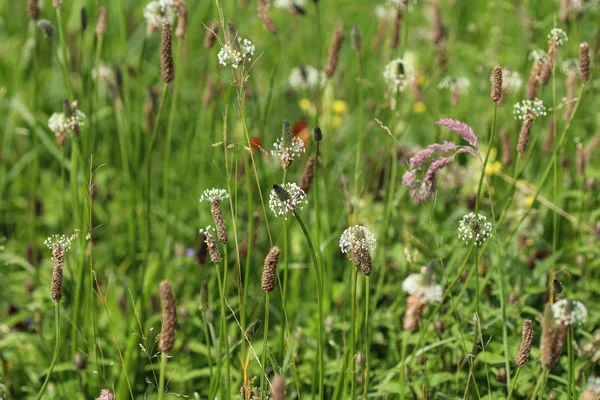 Plantago lanceolata, It is known by the common names ribwort plantain, narrowleaf plantain, English plantain and ribleaf — Stock Photo, Image