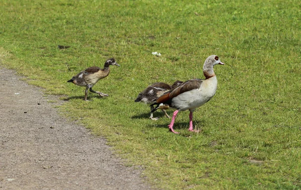 Ägyptische Gans (Alopochen aegyptiaca) mit ihren jungen Küken, die Gras fressen — Stockfoto