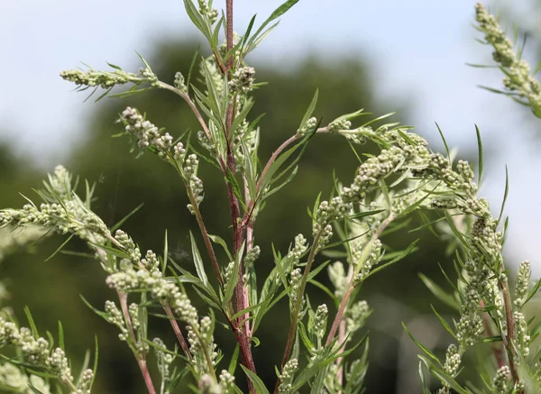 Artemisia vulgaris, also known as common mugwort, riverside wormwood, felon herb, chrysanthemum weed, wild wormwood. Blooming in spring — Stock Photo, Image