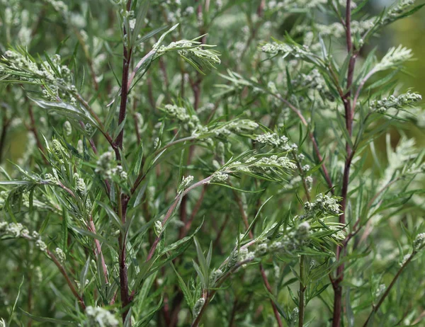 Artemisia vulgaris, also known as common mugwort, riverside wormwood, felon herb, chrysanthemum weed, wild wormwood. Blooming in spring — Stock Photo, Image