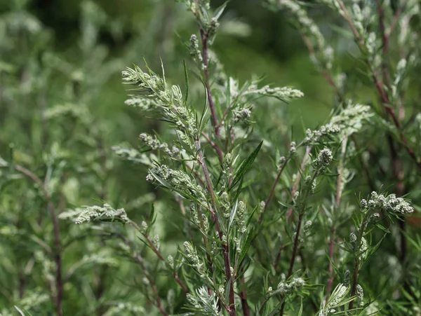 Artemisia vulgaris, také známá jako mugwort, říční pelyněk, trestanecká bylina, chryzantémová tráva, divoký pelyněk. Kvete na jaře — Stock fotografie