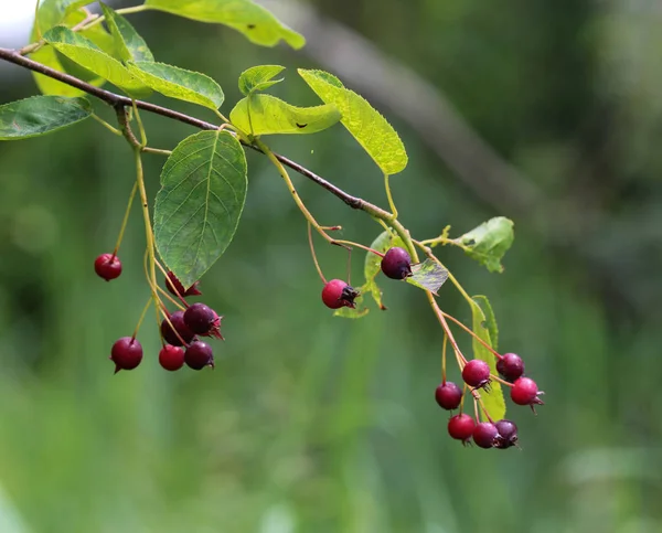 Amelanchier ovalis berry, commonly known as snowy mespilus — Stock Photo, Image