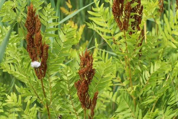 Osmunda regalis, or royal fern, blooming in spring — Stock Photo, Image