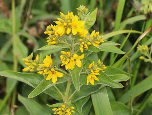 Lysimachia vulgaris flower, the garden loosestrife, yellow loosestrife, or garden yellow loosestrife, blooming in summer — Stock Photo, Image