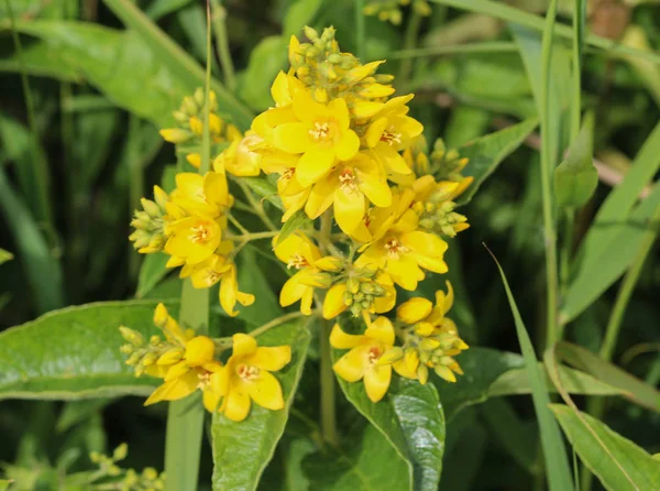 Lysimachia vulgaris flower, the garden loosestrife, yellow loosestrife, or garden yellow loosestrife, blooming in summer — Stock Photo, Image