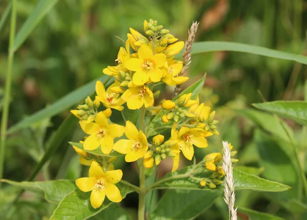 Lysimachia vulgaris flower, the garden loosestrife, yellow loosestrife, or garden yellow loosestrife, blooming in summer — Stock Photo, Image