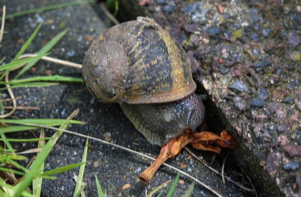 Close-up van Cornu aspersum, bekend onder de gemeenschappelijke naam tuin slak — Stockfoto