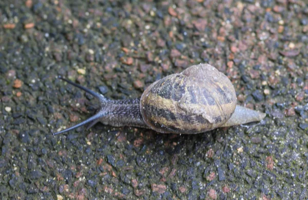 Close up of Cornu aspersum, known by the common name garden snail — Stock Photo, Image