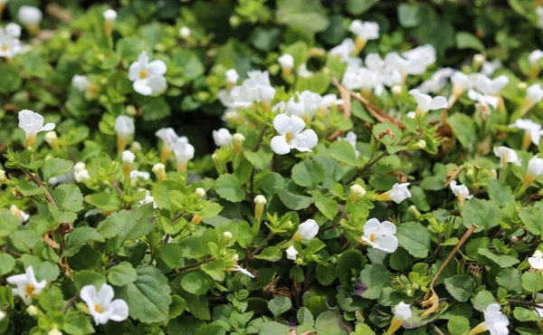 Крупным планом цветка Bacopa monnieri, также называемого waterhyssop, brahmi, thyme-leafed gratiola, водяной иссоп, трава благодати, индийский полынь, цветущий весной в саду — стоковое фото