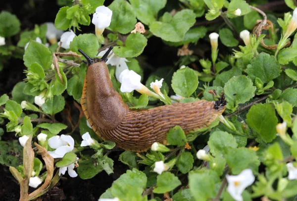 Spansk snigel (Arion vulgaris) i trädgården — Stockfoto