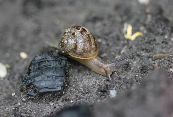 Bahçede koru salyangoz veya kahverengi dudaklı salyangoz (Cepaea nemoralis) — Stok fotoğraf