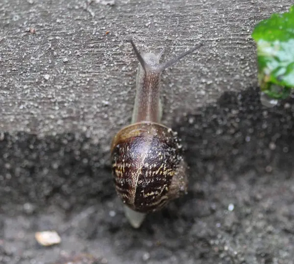 Cornu aspersum yakın, ortak adı bahçe salyangozu ile bilinen — Stok fotoğraf