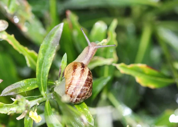 Den Grove snigel eller brun lipped snigel (Cepaea nemoralis) i trädgården — Stockfoto