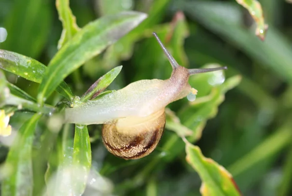 Den Grove snigel eller brun lipped snigel (Cepaea nemoralis) i trädgården — Stockfoto