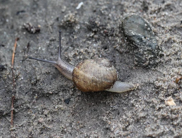 Bahçede koru salyangoz veya kahverengi dudaklı salyangoz (Cepaea nemoralis) — Stok fotoğraf