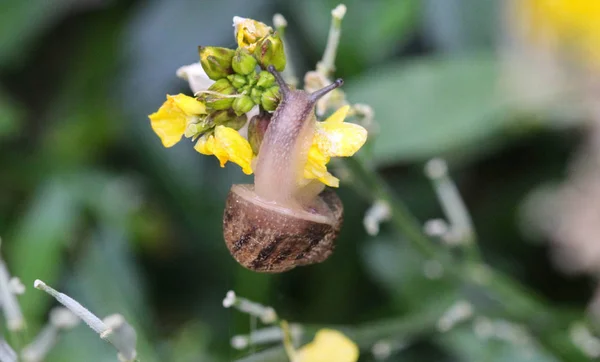 Den Grove snigel eller brun lipped snigel (Cepaea nemoralis) i trädgården — Stockfoto