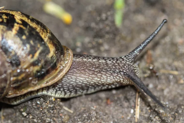 Close-up van Cornu aspersum, bekend onder de gemeenschappelijke naam tuin slak — Stockfoto
