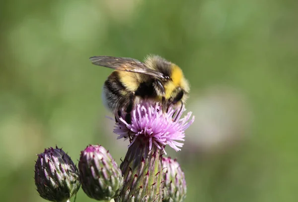 Heath humble-bee or small heath bumblebee, Bombus jonellus — Stock Photo, Image