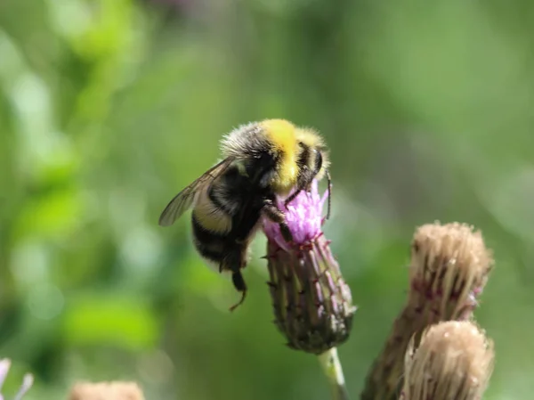 Heath humble-bee or small heath bumblebee, Bombus jonellus — Stock Photo, Image