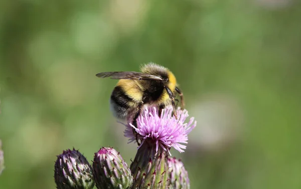 Heath humble-bee or small heath bumblebee, Bombus jonellus — Stock Photo, Image