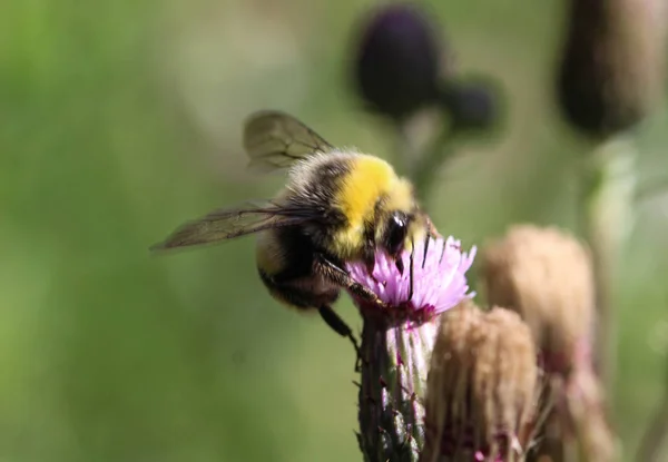 Heath humble-bee or small heath bumblebee, Bombus jonellus — Stock Photo, Image