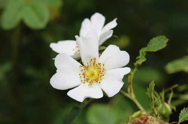Słodki Brier (Rosa rubiginosa) kwiat kwitnący, znany również jako Róża sweetbriar, słodki Briar lub Eglantine — Zdjęcie stockowe