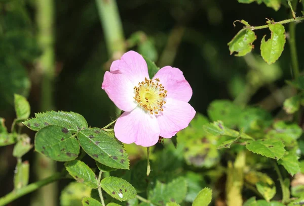 Сладкий Brier (Rosa rubiginosa) цветок цветения, также известный как сладкий бриер розы, сладкий бриар или eglantine — стоковое фото