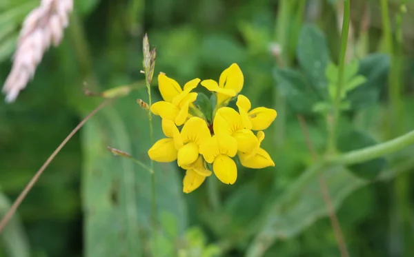 Lotus corniculatus flower, Common names include common bird's foot trefoil, eggs and bacon and just bird's foot trefoil — Stock Photo, Image
