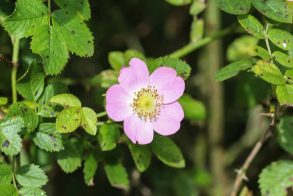 Сладкий Brier (Rosa rubiginosa) цветок цветения, также известный как сладкий бриер розы, сладкий бриар или eglantine — стоковое фото