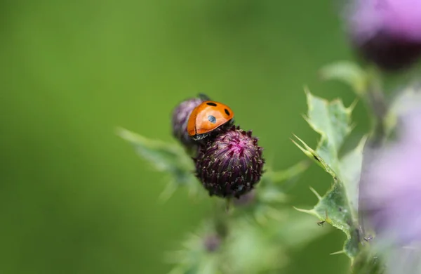 七斑瓢虫，欧洲最常见的瓢虫，七斑瓢虫 — 图库照片