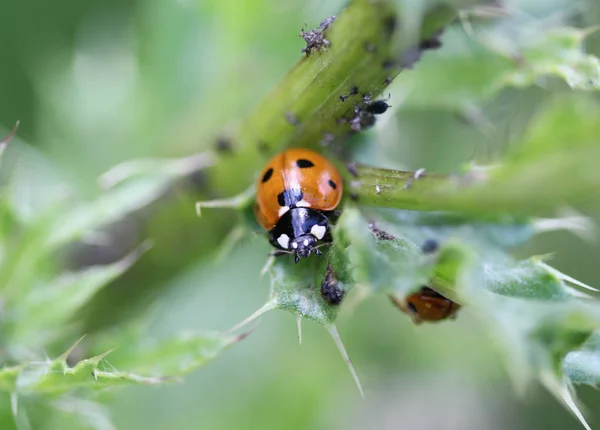 Coccinella septempunctata, la coccinelle à sept points, la coccinelle la plus commune en Europe — Photo