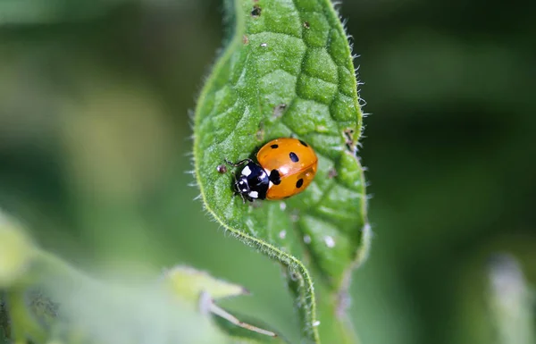 Coccinella septempunctata, la coccinelle à sept points, la coccinelle la plus commune en Europe — Photo