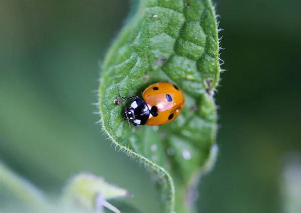 Coccinella septempunctata, la coccinelle à sept points, la coccinelle la plus commune en Europe — Photo