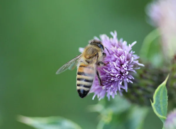 Western honey bee or European honey bee (Apis mellifera), on flower collecting nectar — Stock Photo, Image