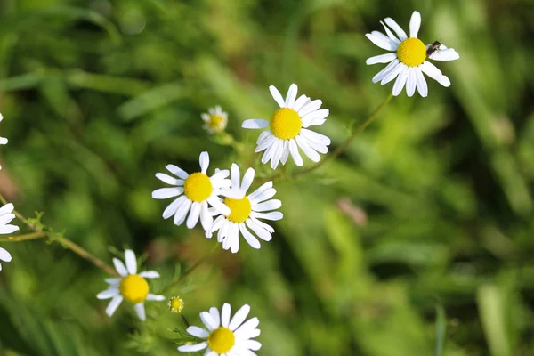 Matricaria kamilla, közismert nevén kamilla, olasz kamilla, német kamilla, magyar kamilla (kamilla), vadon termő kamilla vagy illatos mayweed, virágzik a nyári szezonbanM — Stock Fotó