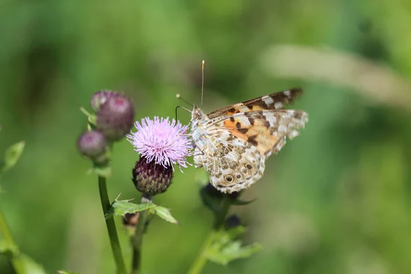 Ванесса Кардуі - барвистий метелик, відомий як розписана леді, або космополіт, що спочиває на квітці будяка. — стокове фото