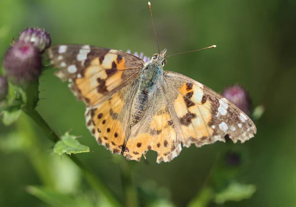 Vanessa cardui en färgglad fjäril, känd som den målade damen, eller kosmopolitisk, vilar på en tistel blomma — Stockfoto