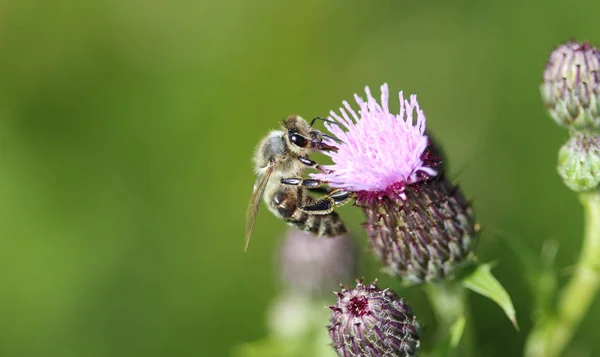 Western honey bee or European honey bee (Apis mellifera), on flower collecting nectar — Stock Photo, Image