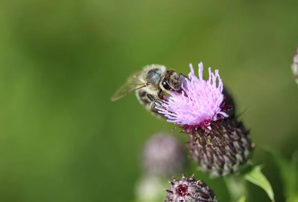 Western honey bee or European honey bee (Apis mellifera), on flower collecting nectar — Stock Photo, Image