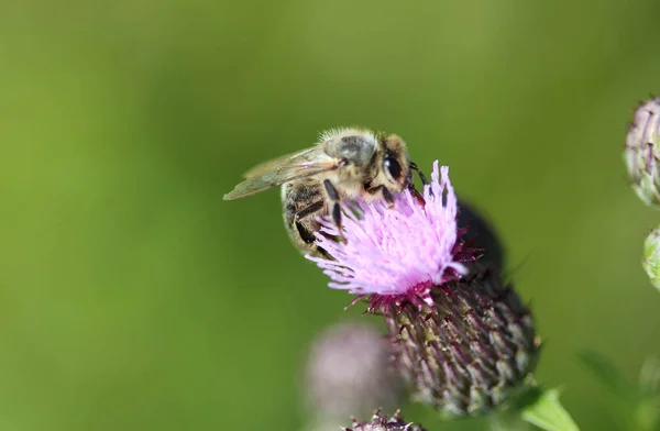 Western honey bee or European honey bee (Apis mellifera), on flower collecting nectar — Stock Photo, Image