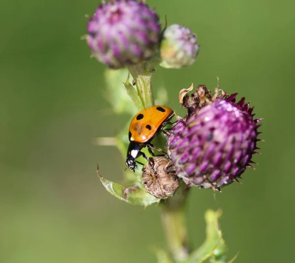 Coccinella septempunctata, la coccinelle à sept points, la coccinelle la plus commune en Europe — Photo